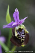 Ophrys apulica