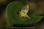 Pleurothallis sp. - 7 avril - Mont Galbao