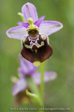 Ophrys apulica