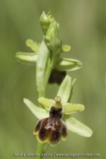 Ophrys riojana