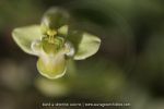 Ophrys bombyliflora