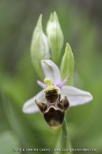 Ophrys picta