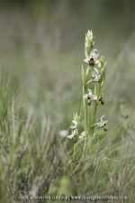 Ophrys scolopax