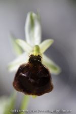 O. biscutella X O. garganica