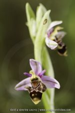 Ophrys picta