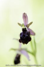 O. apulica X O. biscutella