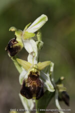 Ophrys archipelagi