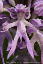 Orchis italica