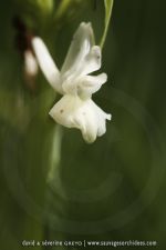 Dactylorhiza romana