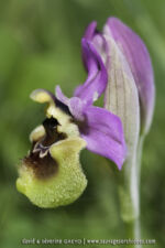 Ophrys ficalhoana