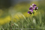 Ophrys ficalhoana