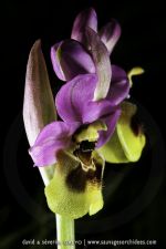 Ophrys ficalhoana
