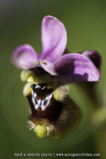 Ophrys neglecta