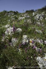 Orchis quadrimaculata