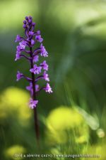 Orchis quadrimaculata