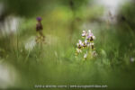 Ophrys neglecta