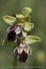 Ophrys vasconica