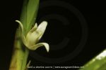 Maxillaria sp. - 8 avril - Saül