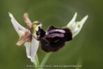 Ophrys aracnitiformis