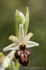 Ophrys arachnitiformis