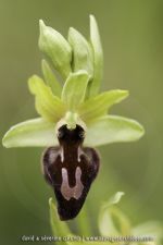 Ophrys occidentalis