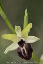 Ophrys occidentalis