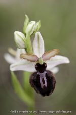 Ophrys aracnitiformis