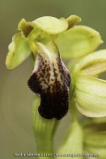Ophrys arnoldii
