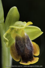 Ophrys lutea