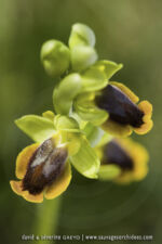 Ophrys lutea