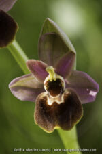 O. ficalhoana X O. passionis
