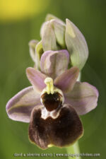 O. ficalhoana X O. passionis