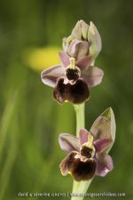 O. ficalhoana X O. passionis