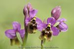 Ophrys ficalhoana