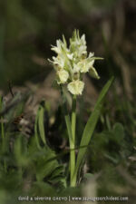 Dactylorhiza sambucina