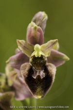 O. ficalhoana X O. spegodes