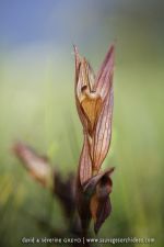 Serapias apulica