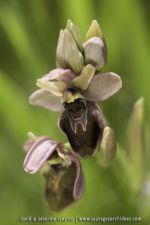 O. ficalhoana X O. spegodes