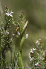 Serapias parviflora