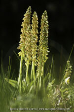 Orchis anthropophora