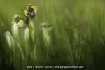 Ophrys bombyliflora