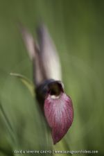 Serapias lingua