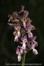 Orchis provincialis