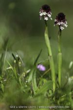 Neotinea ustulata