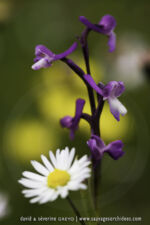 Anacamptis champagneuxii