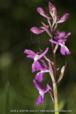 O. mascula X O. provincialis