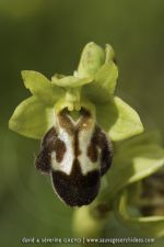 O. arnoldii X O. vasconica ?