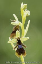 Ophrys insectifera