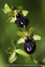 Ophrys garganica