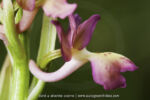 Orchis provincialis